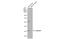 Retinaldehyde Binding Protein 1 antibody, GTX113541, GeneTex, Western Blot image 