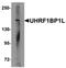 UHRF1 Binding Protein 1 Like antibody, orb75655, Biorbyt, Western Blot image 