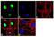POU Class 2 Homeobox 2 antibody, PA5-16902, Invitrogen Antibodies, Immunofluorescence image 
