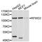 E3 ubiquitin-protein ligase RFWD2 antibody, abx126479, Abbexa, Western Blot image 