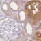 WD Repeat Domain 54 antibody, NBP2-38705, Novus Biologicals, Immunohistochemistry paraffin image 