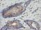 Phosphorylase Kinase Catalytic Subunit Gamma 2 antibody, NBP2-46393, Novus Biologicals, Immunohistochemistry frozen image 