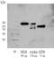 Secreted Phosphoprotein 1 antibody, ADI-905-629-100, Enzo Life Sciences, Western Blot image 