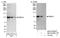 RNA Binding Motif Protein 12 antibody, NB100-59846, Novus Biologicals, Western Blot image 