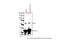 Chloride Intracellular Channel 1 antibody, 28-234, ProSci, Western Blot image 