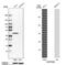 Serpin Family B Member 5 antibody, NBP1-87778, Novus Biologicals, Western Blot image 