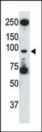 Toll Like Receptor 5 antibody, PA5-11600, Invitrogen Antibodies, Western Blot image 