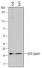 TNF Superfamily Member 18 antibody, MAB21772, R&D Systems, Western Blot image 