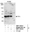 PAXIP1 Associated Glutamate Rich Protein 1 antibody, NBP1-06542, Novus Biologicals, Western Blot image 