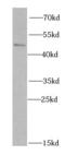 Src Kinase Associated Phosphoprotein 2 antibody, FNab07890, FineTest, Western Blot image 