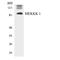 Mitogen-Activated Protein Kinase Kinase Kinase Kinase 1 antibody, LS-C200202, Lifespan Biosciences, Western Blot image 