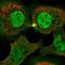 Pleckstrin Homology And RhoGEF Domain Containing G3 antibody, PA5-66764, Invitrogen Antibodies, Immunofluorescence image 