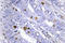 Nuclear Receptor Subfamily 4 Group A Member 1 antibody, LS-C177440, Lifespan Biosciences, Immunohistochemistry paraffin image 