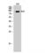 TNF Alpha Induced Protein 3 antibody, LS-C381844, Lifespan Biosciences, Western Blot image 