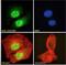 C-Type Lectin Domain Containing 16A antibody, LS-C61723, Lifespan Biosciences, Immunofluorescence image 