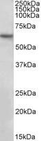Solute Carrier Family 1 Member 3 antibody, LS-C186489, Lifespan Biosciences, Western Blot image 