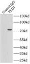 Phospholipase D1 antibody, FNab06530, FineTest, Immunoprecipitation image 