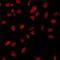 RNA Polymerase II Subunit F antibody, orb412031, Biorbyt, Immunofluorescence image 