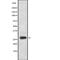 Cyclin Q antibody, PA5-67796, Invitrogen Antibodies, Western Blot image 