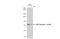 Protein Tyrosine Phosphatase Non-Receptor Type 11 antibody, GTX50329, GeneTex, Western Blot image 