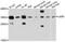 Leukocyte Associated Immunoglobulin Like Receptor 1 antibody, abx136030, Abbexa, Western Blot image 