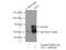 Atlastin-1 antibody, 12149-1-AP, Proteintech Group, Immunoprecipitation image 