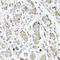 Carboxypeptidase A1 antibody, A05985-2, Boster Biological Technology, Immunohistochemistry frozen image 