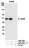 Sorting Nexin 5 antibody, A305-476A, Bethyl Labs, Immunoprecipitation image 