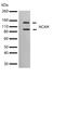 Neural Cell Adhesion Molecule 1 antibody, 701379, Invitrogen Antibodies, Western Blot image 