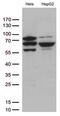 SLU7 Homolog, Splicing Factor antibody, LS-C795688, Lifespan Biosciences, Western Blot image 