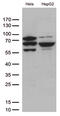 Pre-mRNA-splicing factor SLU7 antibody, LS-C795688, Lifespan Biosciences, Western Blot image 