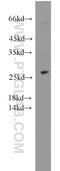 SPANX Family Member A2 antibody, 19527-1-AP, Proteintech Group, Western Blot image 