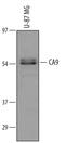 Carbonic Anhydrase 9 antibody, AF2188, R&D Systems, Western Blot image 