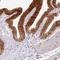 Tripartite Motif Containing 32 antibody, NBP2-13484, Novus Biologicals, Immunohistochemistry paraffin image 
