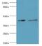 Ring Finger Protein 133 antibody, LS-C371917, Lifespan Biosciences, Western Blot image 