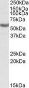 Aldehyde Dehydrogenase 3 Family Member B1 antibody, LS-C112702, Lifespan Biosciences, Western Blot image 