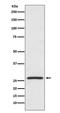 Heat Shock Protein Family B (Small) Member 1 antibody, M00676-2, Boster Biological Technology, Western Blot image 