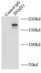DNMT antibody, FNab02482, FineTest, Immunoprecipitation image 
