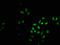 PHD Finger Protein 6 antibody, LS-C370110, Lifespan Biosciences, Immunofluorescence image 