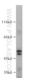 Protein O-Fucosyltransferase 2 antibody, 17764-1-AP, Proteintech Group, Western Blot image 