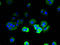 T Cell Receptor Beta Constant 1 antibody, A56723-100, Epigentek, Immunofluorescence image 