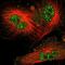 Cell Division Cycle 34 antibody, NBP1-84946, Novus Biologicals, Immunofluorescence image 