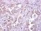 Leukocyte Immunoglobulin Like Receptor B5 antibody, NBP2-19352, Novus Biologicals, Immunohistochemistry paraffin image 