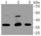 Cyclin Dependent Kinase 9 antibody, A00794-2, Boster Biological Technology, Western Blot image 