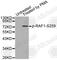 Raf-1 Proto-Oncogene, Serine/Threonine Kinase antibody, AP0443, ABclonal Technology, Western Blot image 