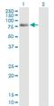 Polo Like Kinase 3 antibody, H00001263-B01P, Novus Biologicals, Western Blot image 