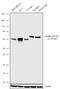 Paxillin antibody, 711418, Invitrogen Antibodies, Western Blot image 