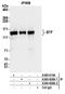 BCL2 Associated Transcription Factor 1 antibody, A300-608A, Bethyl Labs, Immunoprecipitation image 