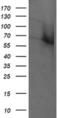 Rhotekin antibody, MA5-26038, Invitrogen Antibodies, Western Blot image 