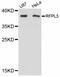 Ret finger protein-like 3 antibody, STJ114239, St John